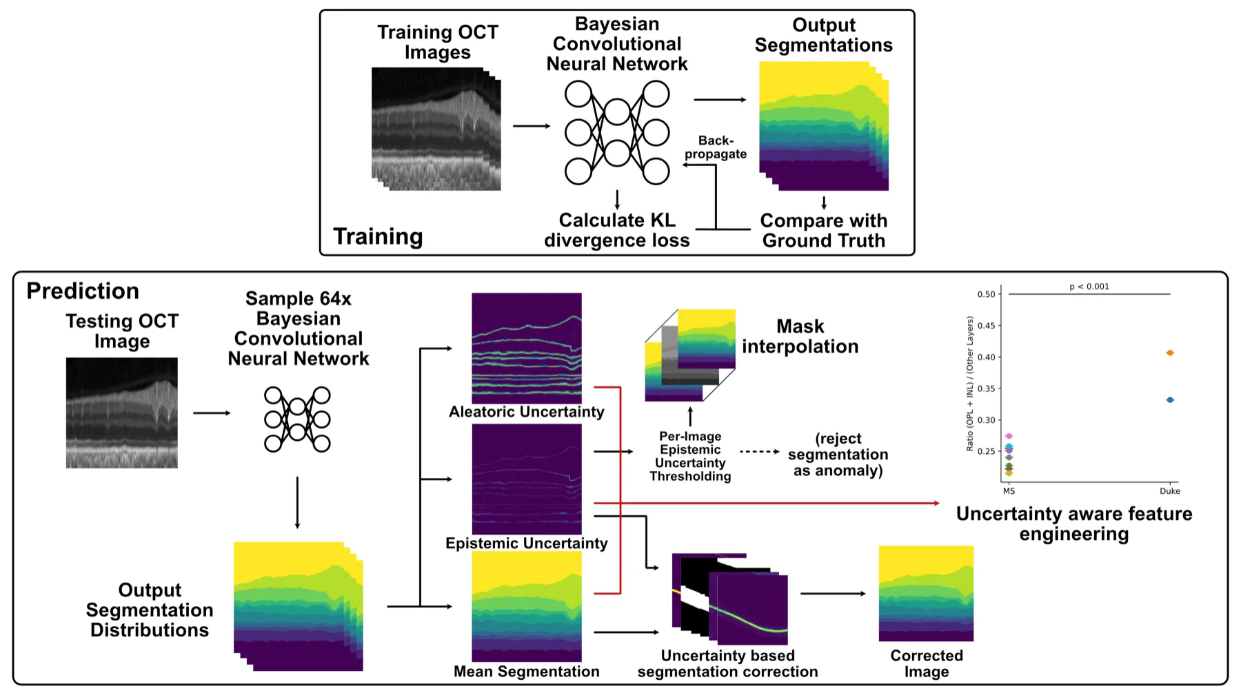 Workflow showing Bayesian OCT segmentation during training and prediction, including uncertainty estimation, segmentation correction, and feature engineering.